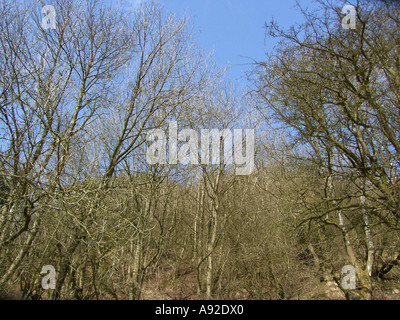 Abergavenny South Wales GB UK 2007 Stock Photo - Alamy