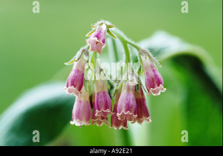 Medicinal plant Symphytum officinalis Common Comfrey Beinwell Stock Photo