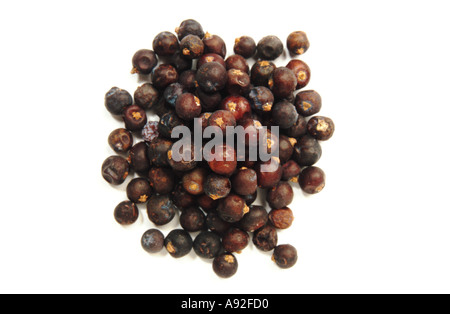 Medicinal plant spice Juniper berry berries fruits Juniperus communis Wacholderbeeren Stock Photo