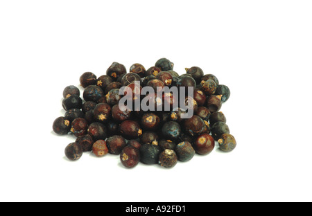 Medicinal plant spice Juniper berry berries fruits Juniperus communis Wacholderbeeren Stock Photo