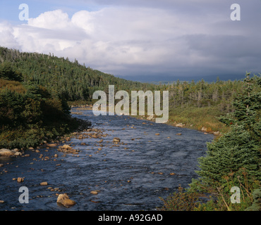 Creek flowing through Spruce tree forest in Gros Morne Nat'l Park, Newfoundland, Canada Stock Photo