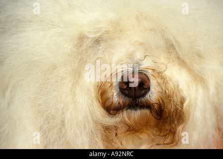 Close-up of a dog's mouth Stock Photo