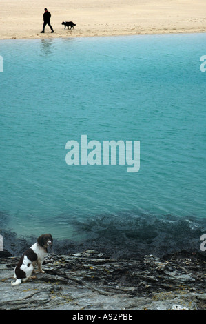 brown and white springer spaniel dog looking at the camera across a turquoise stream from a man walking a dog Stock Photo