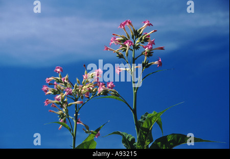 Nicotiana tabacum plant blossom blossoms tobacco Stock Photo