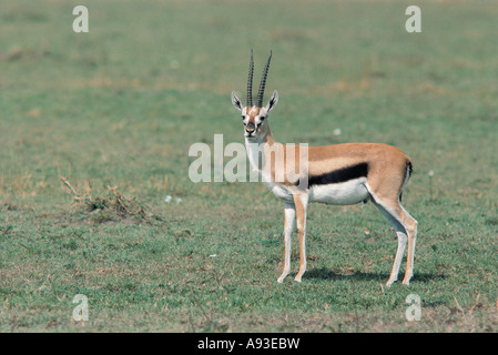 Male Thomson s Gazelle Masai Mara National Reserve Kenya Stock Photo ...