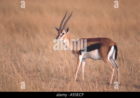 Thompson s gazelle on the masai mara national reserve kenya africa ...