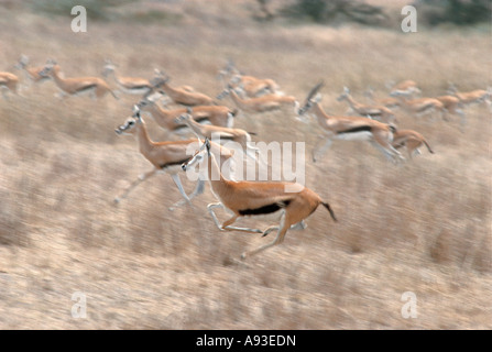 Herd of Thomson s Gazelle running Serengeti National Park Tanzania Stock Photo