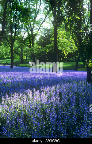 Bluebells in Brooklyn Botanic Gardens Prospect Park Brooklyn New York USA Stock Photo