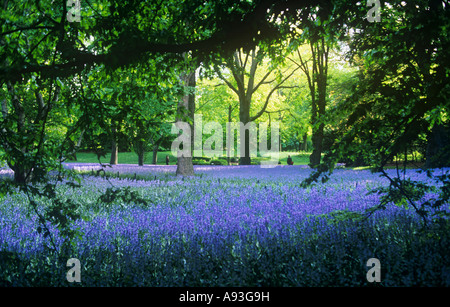 Bluebells in Brooklyn Botanic Gardens Prospect Park Brooklyn New York USA Stock Photo