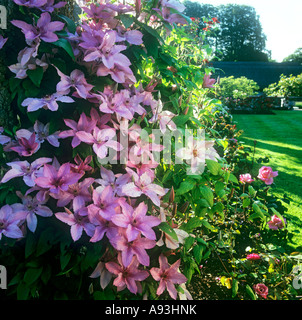 Pink Clematis flowering in English country garden with roses behind in late afternoon sunshine Stock Photo