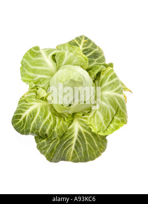 bavarian white cabbage fresh pointed cabbage SPITZKRAUT kraut Stock Photo