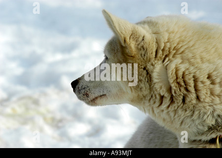 sledge dog, Husky Stock Photo