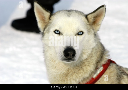 sledge dog, Husky Stock Photo