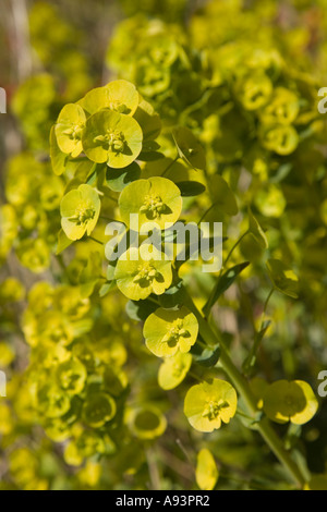 Leafy spurge Euphorbia esula in flower in herbaceous garden border Abergavenny Wales UK Stock Photo