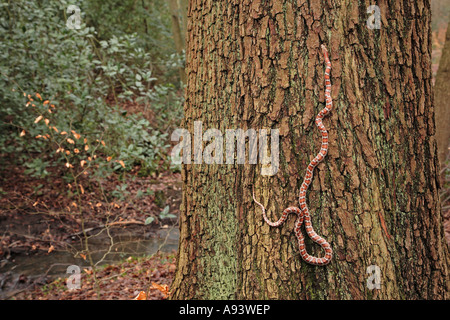 Leopard snake Zamenis situla climbing tree trunk in a temperature forest Stock Photo