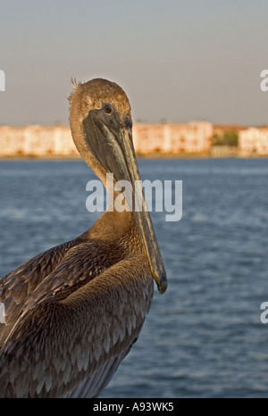 Brown Pelican juvenile,Pass-a-Grille,Florida Stock Photo
