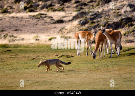 Patagonian Fox (Pseudalopex culpaeus) and Guanacos (Lama guanicoe), Perito Moreno National Park, Santa Cruz, Argentina Stock Photo