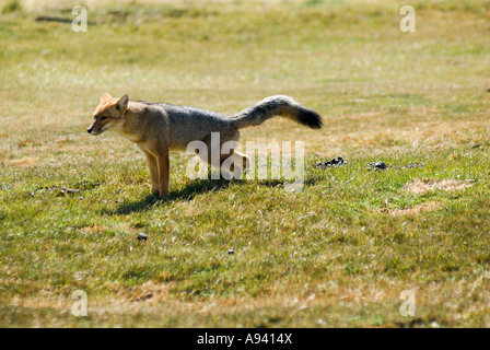 Patagonian Fox (Pseudalopex culpaeus), Perito Moreno National Park, Southern Andean Patagonia, Santa Cruz, Argentina Stock Photo