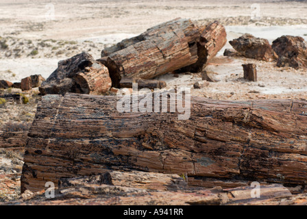 Petrified Forest, Monumento Nacional Bosques Petrificados, Patagonia, Province of Santa Cruz, Argentina Stock Photo