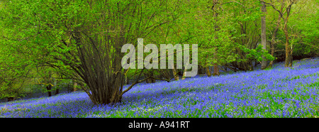 Spring Bluebells in an English Woodland. Priors Wood, Portbury, North Somerset, England. Stock Photo