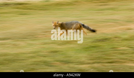 Blurred Red Fox (Pseudalopex culpaeus), Perito Moreno National Park, Southern Andean Patagonia, Santa Cruz, Argentina Stock Photo
