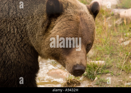 Brown Bear (also known as Grizzly Bear). Latin name Ursus Arctos Horribilis. Stock Photo