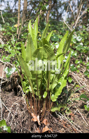 Asplenium scolopendrium Hart's tongue fern plant, UK Stock Photo