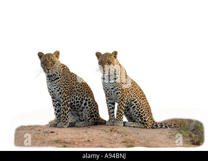 Two young male leopard siblings sitting together Sabi Sand Game Reserve Mpumalanga South Africa Stock Photo