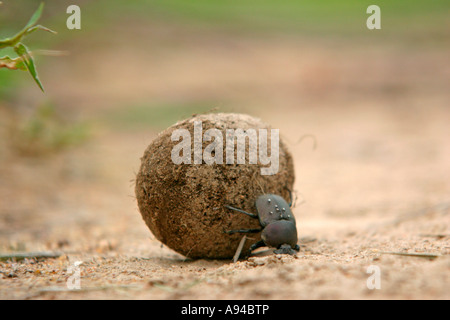 A dung beetle rolling a ball of dung Ngala Timbavati Game Reserve Limpopo Province South Africa Stock Photo