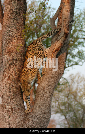 Female Leopard coming down a Leadwood Tree in South Africa's Kruger ...