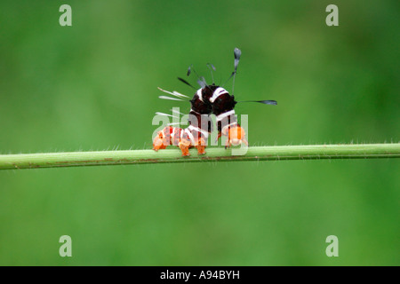 Caterpillar the larva of a Dice moth Rhanidophora ridens which occurs in subtropical bushveld and forest Singita Stock Photo