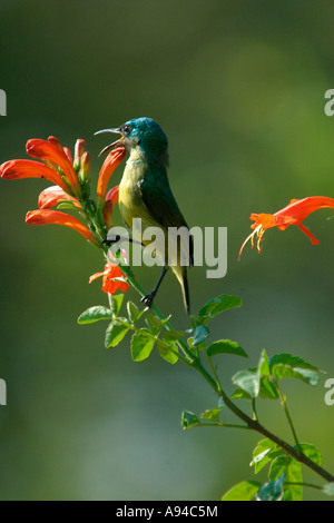 Yellow bellied sunbird calling while perched on a honeysuckle flower Singita Sabi Sand Game Reserve Mpumalanga South Africa Stock Photo