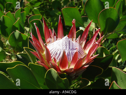 Protea Cynaroides King Protea Helderberg Nature Reserve Western Cape South Africa Stock Photo