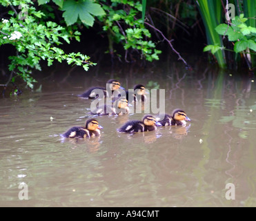 Six Young Mallard Chicks on The Llangollen Canal at Wrenbury Cheshire Stock Photo