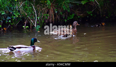 Family of Mallard Ducks on The Llangollen Canal at Wrenbury Cheshire Stock Photo