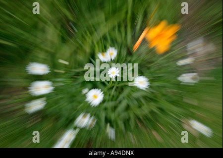 Daisies South Africa Stock Photo