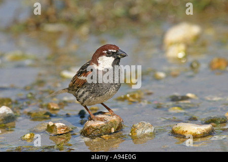 Male Spanish Sparrow, Passer hispaniolensis, Stock Photo