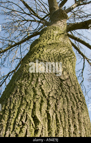 Close up of Common ash tree fraxinus excelsior Stock Photo