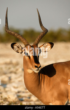 Black faced Impala ram portrait Etosha Namibia Stock Photo