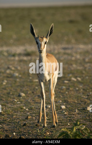 Springbok foal facing the camera ears pricked and alert Etosha Namibia Stock Photo