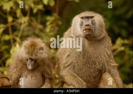 Pair of olive baboons one looking aggressive the other looking down Lake Manyara Tanzania Stock Photo