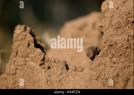 Dwarf Mongoose peering out from behind an anthill Sabi Sand Game Reserve Mpumalanga South Africa Stock Photo