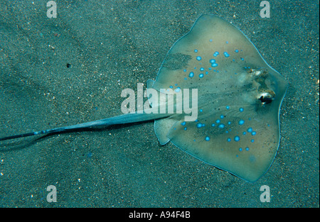 bluespotted stingray under water, Neotrygon kuhlii Stock Photo