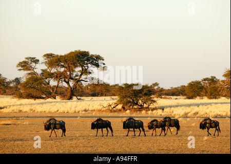 Blue wildebeest gnu walking across an arid plain in the late afternoon with Camel thorn savannah in the background Stock Photo