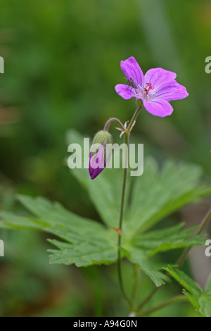 Geranium asphodeloides, Cranesbill, Bulgaria Stock Photo