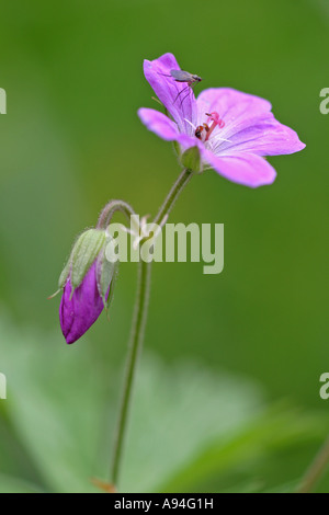 Geranium asphodeloides, Cranesbill, Bulgaria Stock Photo