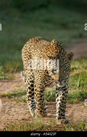 Leopard walking directly towards the camera Nkhoro Sabi Sand Game Reserve Mpumalanga South Africa Stock Photo