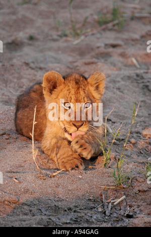 Lion cub licking its paw Nkhoro Sabi Sand Game Reserve Mpumalanga South Africa Stock Photo