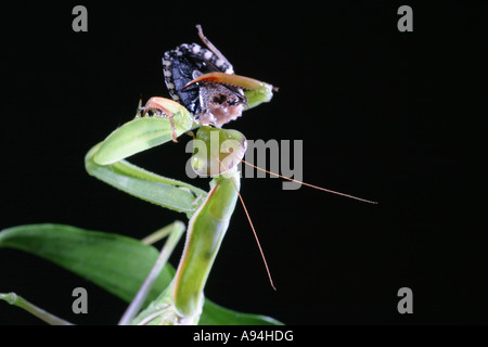 Praying Mantis Mantis Religiosa Stock Photo