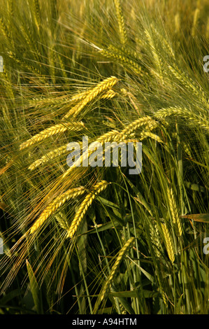 Barley growing in field, California Stock Photo